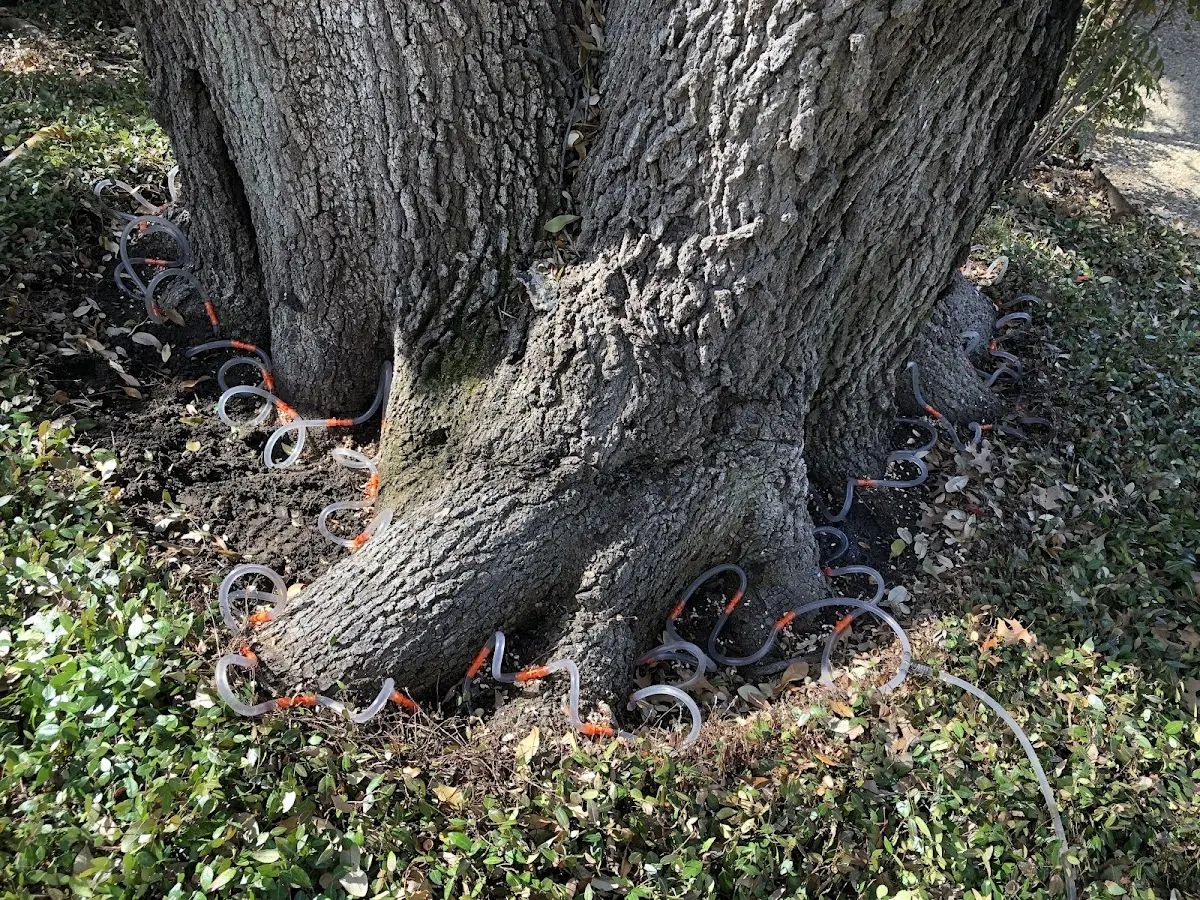 Detailed Shrub and Hedge Trimming job site in Rex