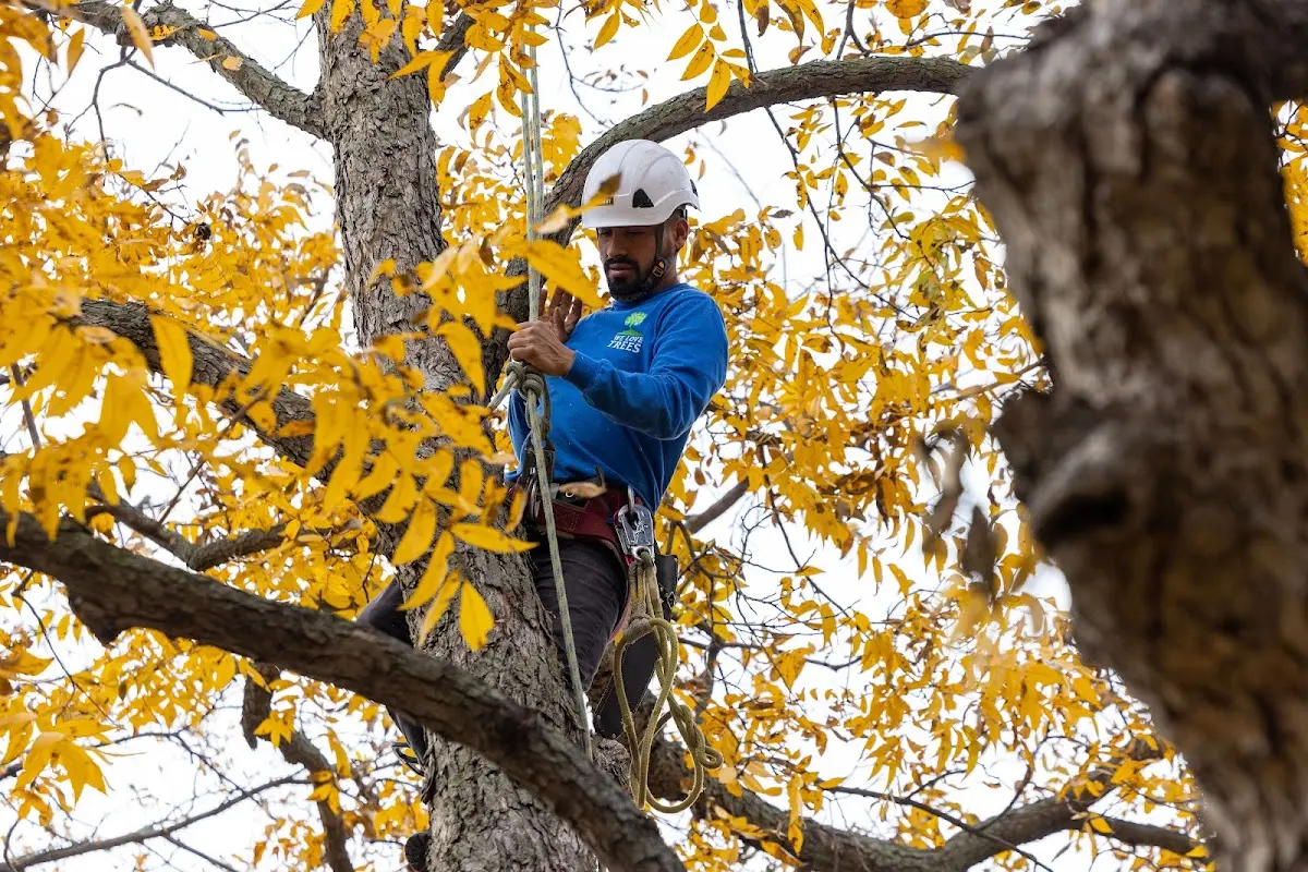 Skilled Tree Transplanting crew working in Rex